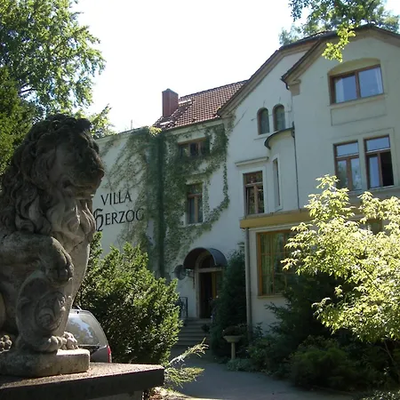 Herzog Dresden