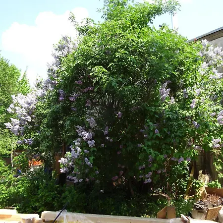 Franks Kleines In * Drážďany