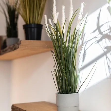 Gewoelbewohnung Mit Terrasse Dresden