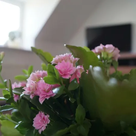 Ferienwohnung Päperer Bühlau *