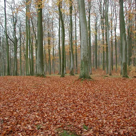 Ferienwohnung Natur Und Kunst Apartment Dresden